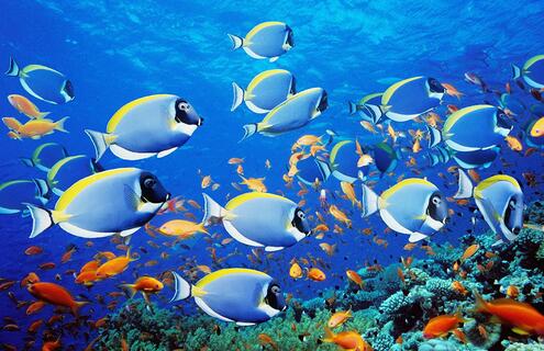 An underwater scene featuring groups of several types of fish