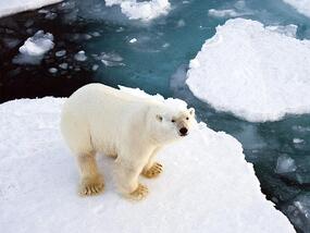 a polar bear standing on floating ice, with smaller chunks of ice surrounding it