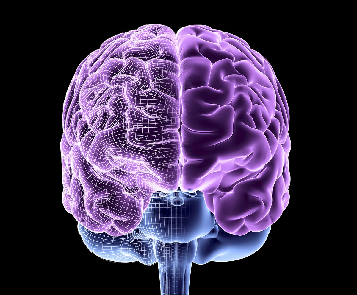 The Brain Structure, Function and Evolution AMNH The Brain: Structure