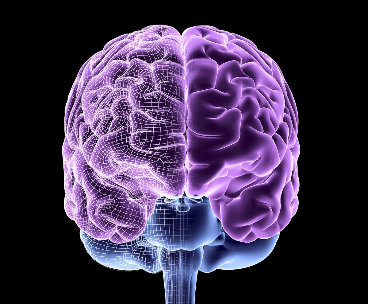 computer generated image of a human brain