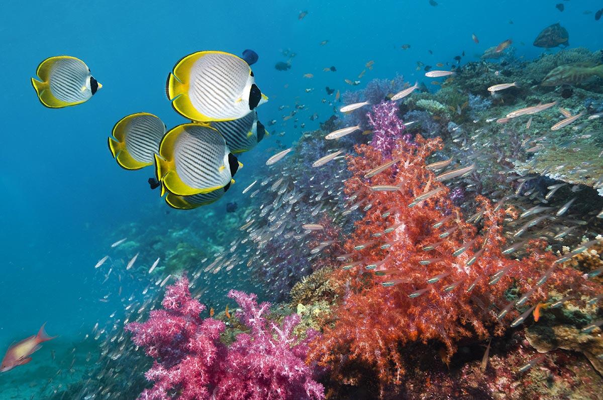several groups of fish underwater, among colorful flora