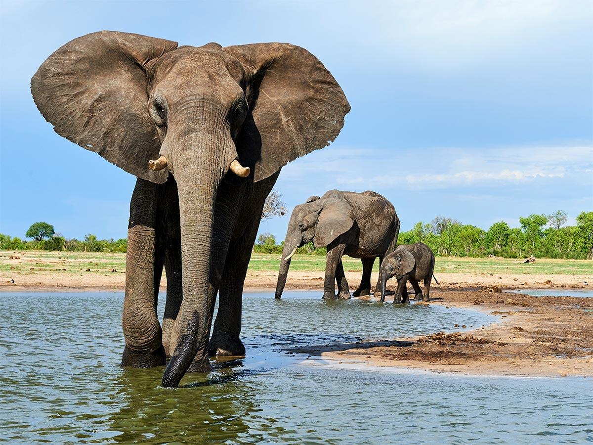 two adult elephants and one baby elephant wading in water