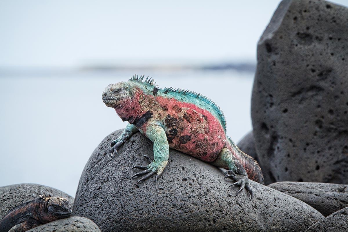 a colorful lizard sitting on top of some large stones