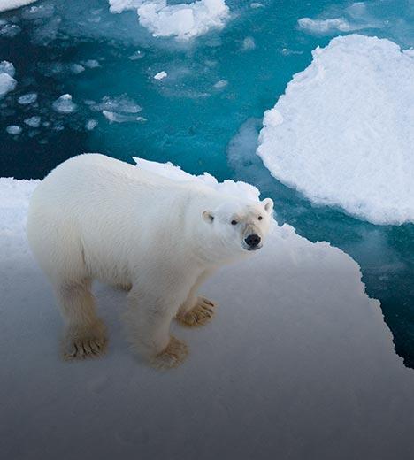 a polar bear standing on floating ice, with smaller chunks of ice surrounding it