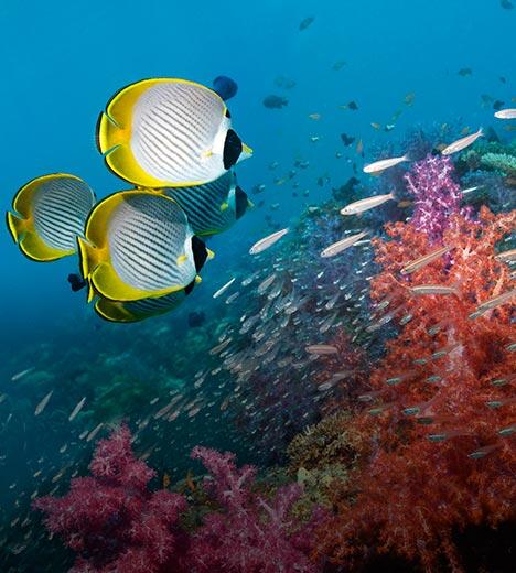 several groups of fish underwater, among colorful flora
