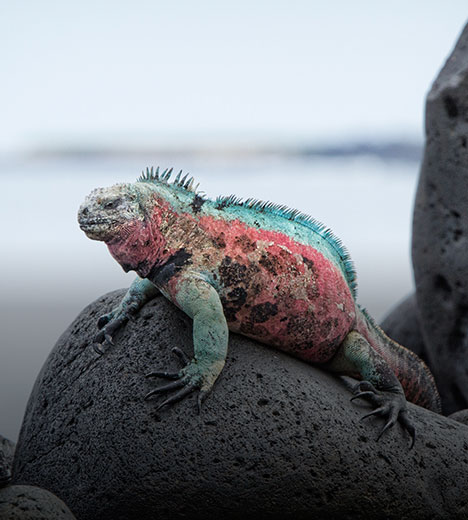 a colorful lizard sitting on top of some large stones