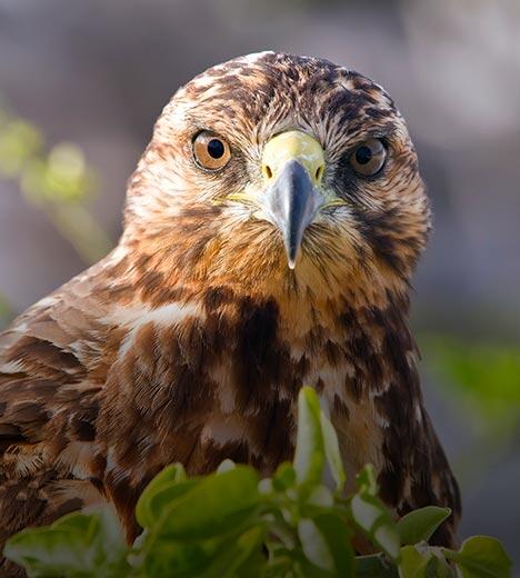 An owl stares directly ahead.