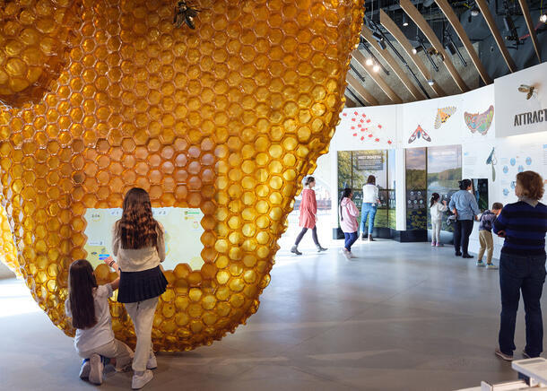 Visitors inspect the larger-than-life hives that populate the Insectarium inside the Gilder Center.