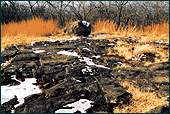 A flat hilltop with a rocky surface with some yellow grass, and some snow, and in the background taller yellow grass and bare, leafless shrubs.