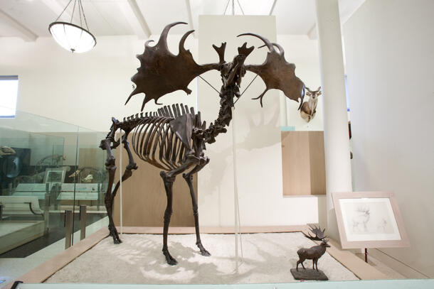 Irish Elk Fossil