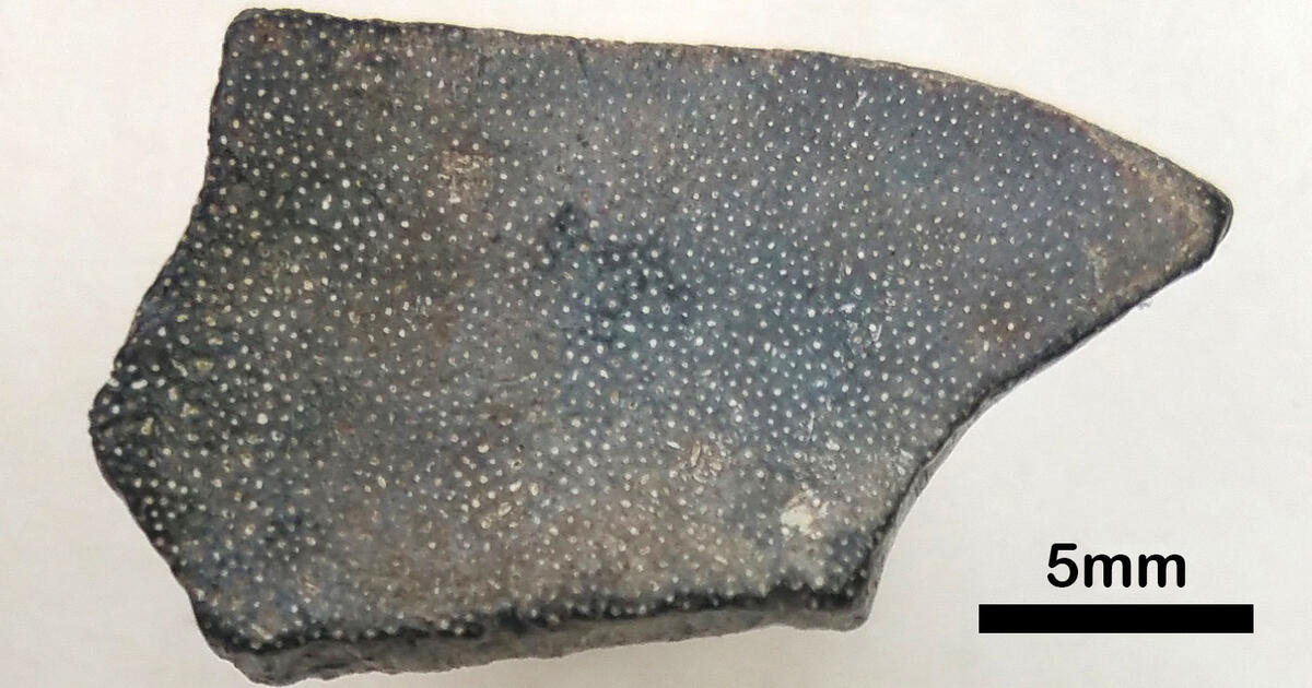 Finding a Fossil Fragment AMNH