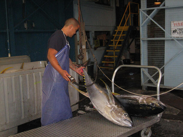 The carcasses of two large fish are on a large wheeled cart in an indoor setting. A man is handling one fish.