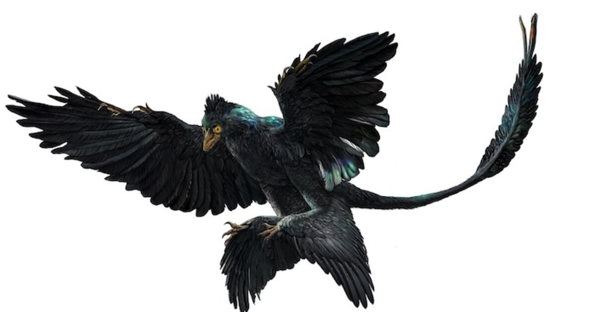 microraptor feathers