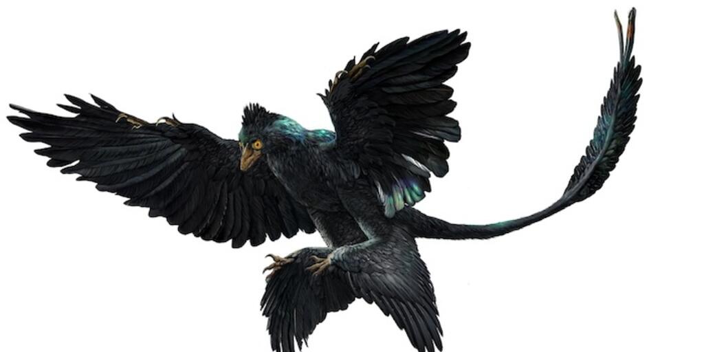microraptor gui