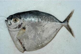 A small flat silver-colored fish with an extended belly.