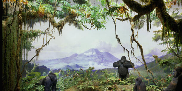 Mountain Gorilla Diorama in the Akeley Hall of African Mammals