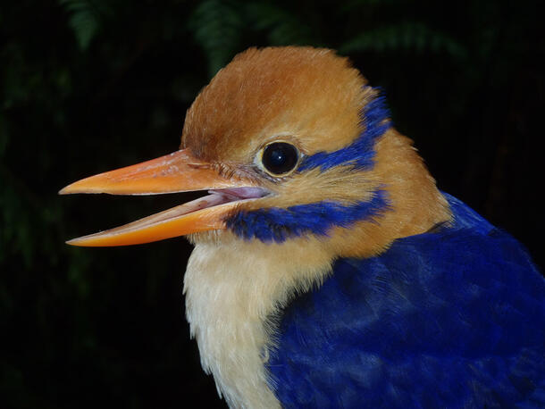 Close-up on the colorful, striped head of a moustached kingfisher bird.