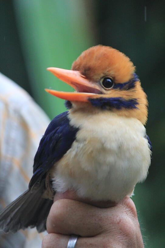 A male moustached kingfisher bird with a colorful, striped head.