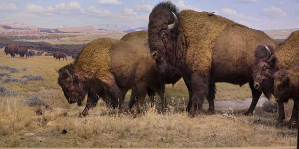 Partial view of the American Bison and Pronghorn Diorama
