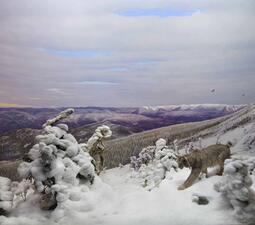 Canada Lynx and Snowshoe Hare