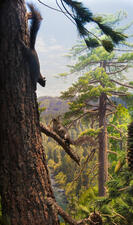 NAM DF Western Gray Squirrel.jpg