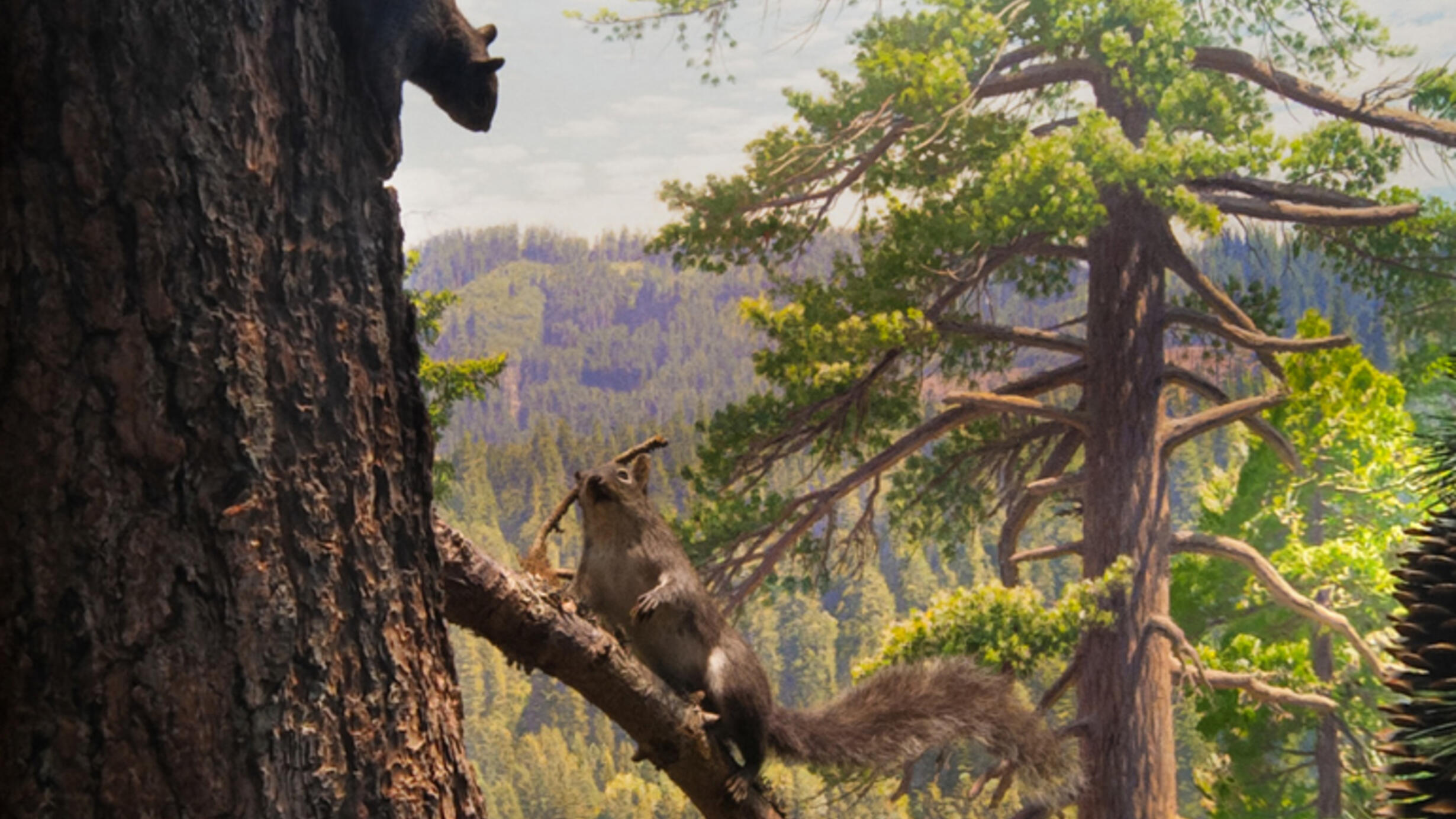 NAM DF Western Gray Squirrel.jpg