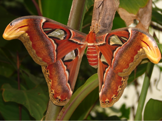 Atlas Moth 