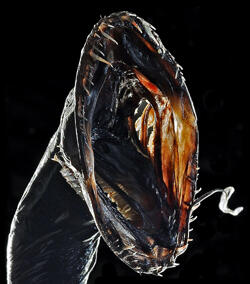 Close-up of the wide-open mouth of a Pacific black dragon fish showing its needle-like teeth.