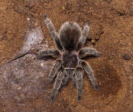 Chilean Rosehair Spider