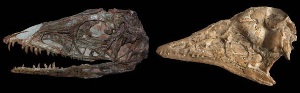 Two dinosaur skulls with narrow pointed jaws.