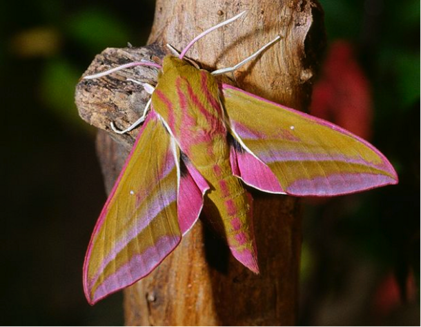 Elephant Hawk Moth 