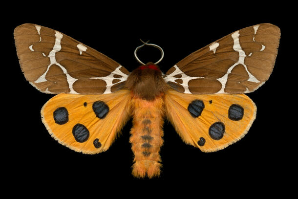 Great Tiger Moth 