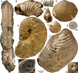 A number of specimens including an ammonite, bivalve shells and snails shells.