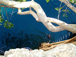 A view from above of a snorkeler who has lower himself into water from a rope ladder from a large tree branch that extends out toward the blue water from a rocky outcrop.
