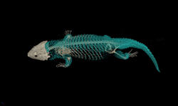 An image of a lizard skeleton.