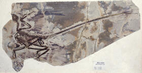 A photo of a Microraptor gui fossil shows a delicate-boned animal with slender limbs and a very long thin tail.