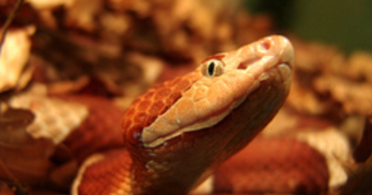 using snake venom protein to fight