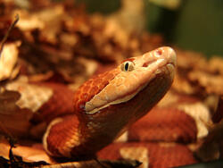 A yellow-and-red-colored snake.