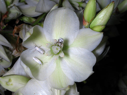 three yucca moths on a yucca flower