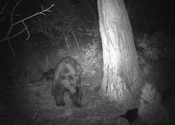 Bear Night Vision Camera Trap