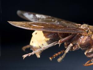 Extreme close-up of an insect's wings.