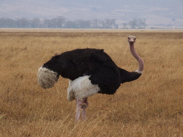 Photo of ostrich