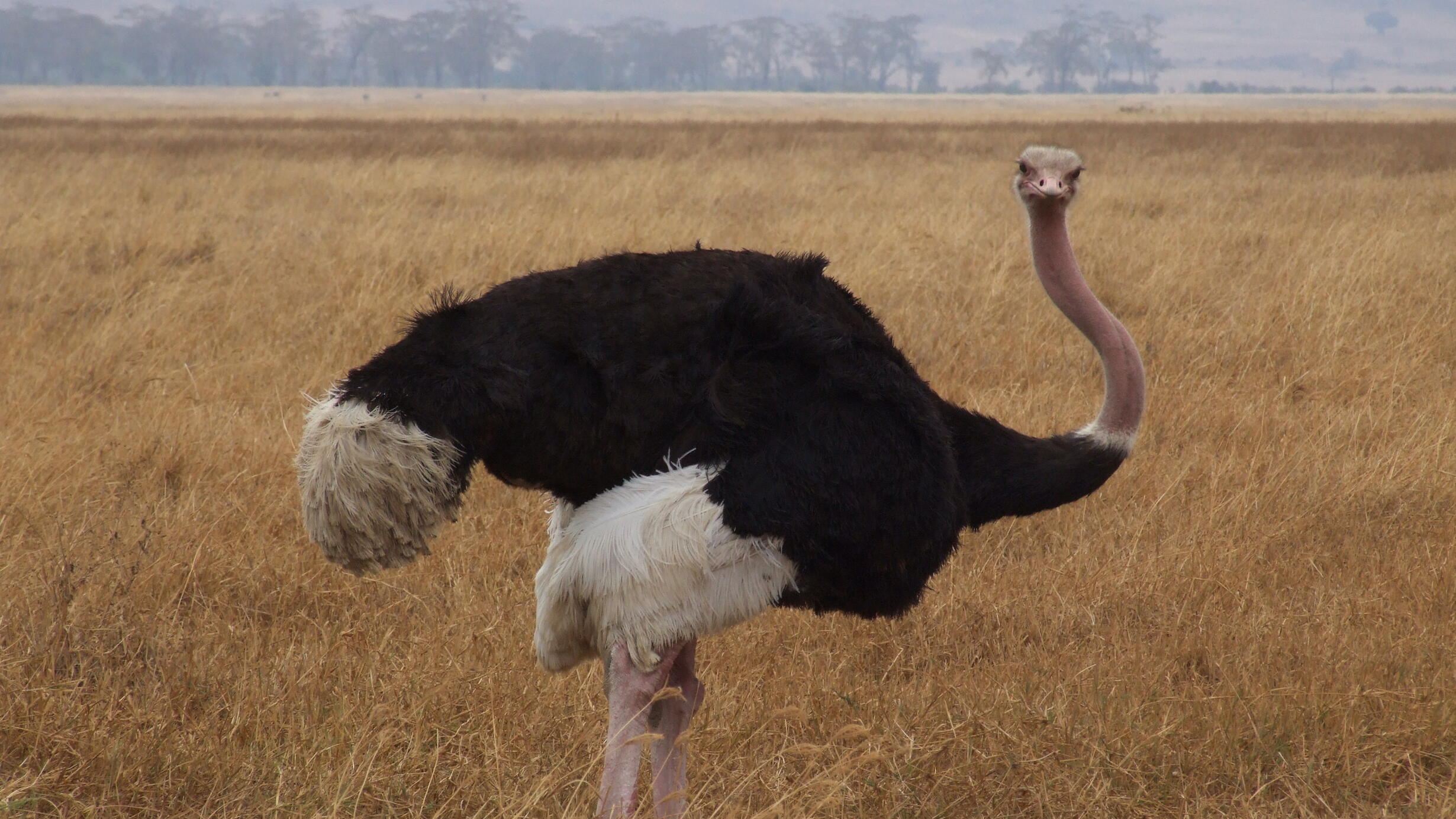 Photo of ostrich