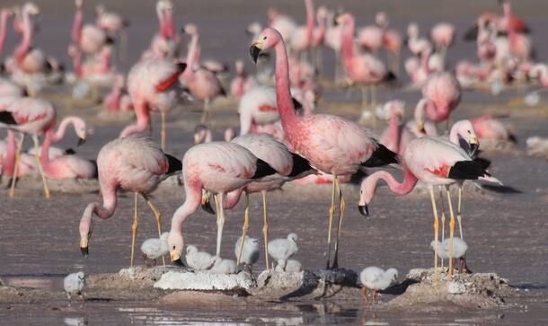 Pink flamingos caring for their fluffy grey chicks.