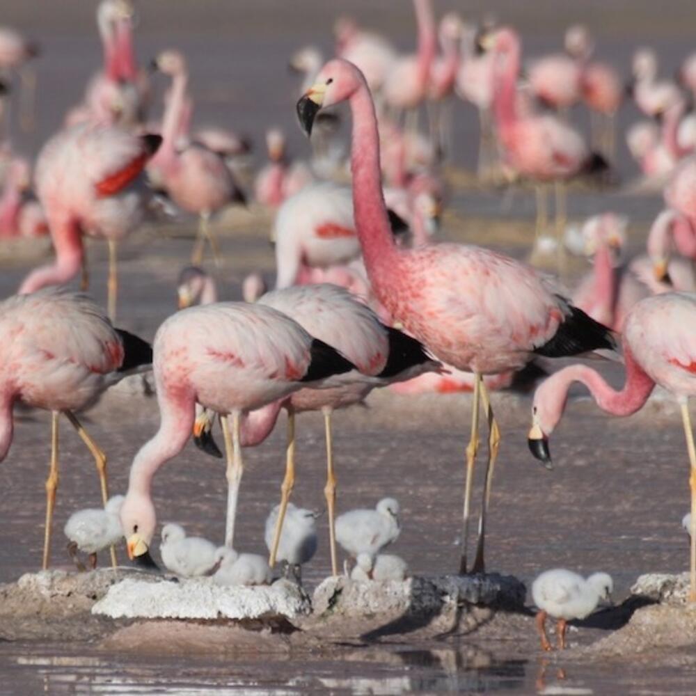 Pink flamingos caring for their fluffy grey chicks.