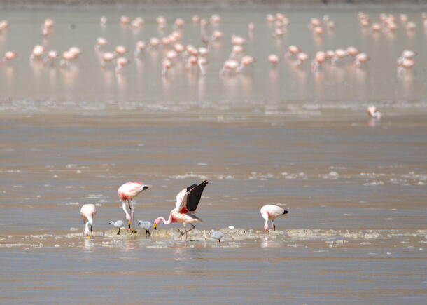 Pink flamingos with their grey chicks on a sandy grey wetland, with other flamingos in the distant background