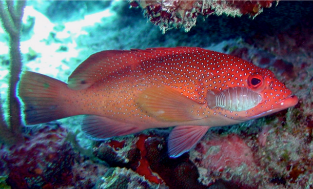 Orange fish with white spots and a parasite is attached to its body