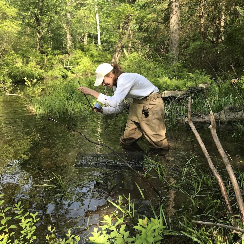 Student wades in water to collect data on turtles