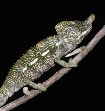 A mottled green-colored chameleon on a thin branch.