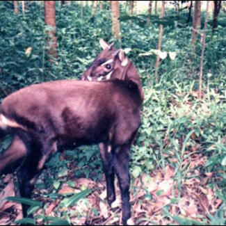 A saola, a relative of wild cattle. Critically endangered, they live in the evergreen forests of the Annamite Mountains of Vietnam and Laos.